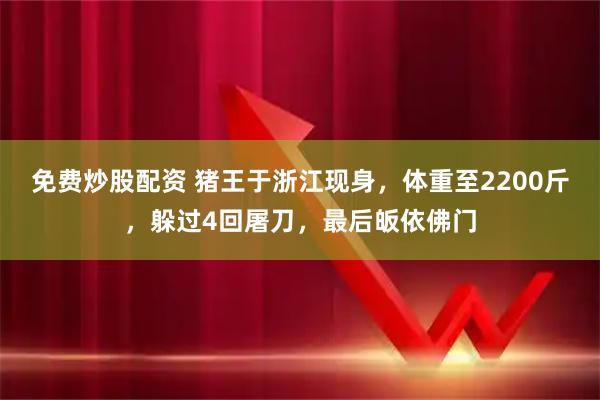 免费炒股配资 猪王于浙江现身，体重至2200斤，躲过4回屠刀，最后皈依佛门